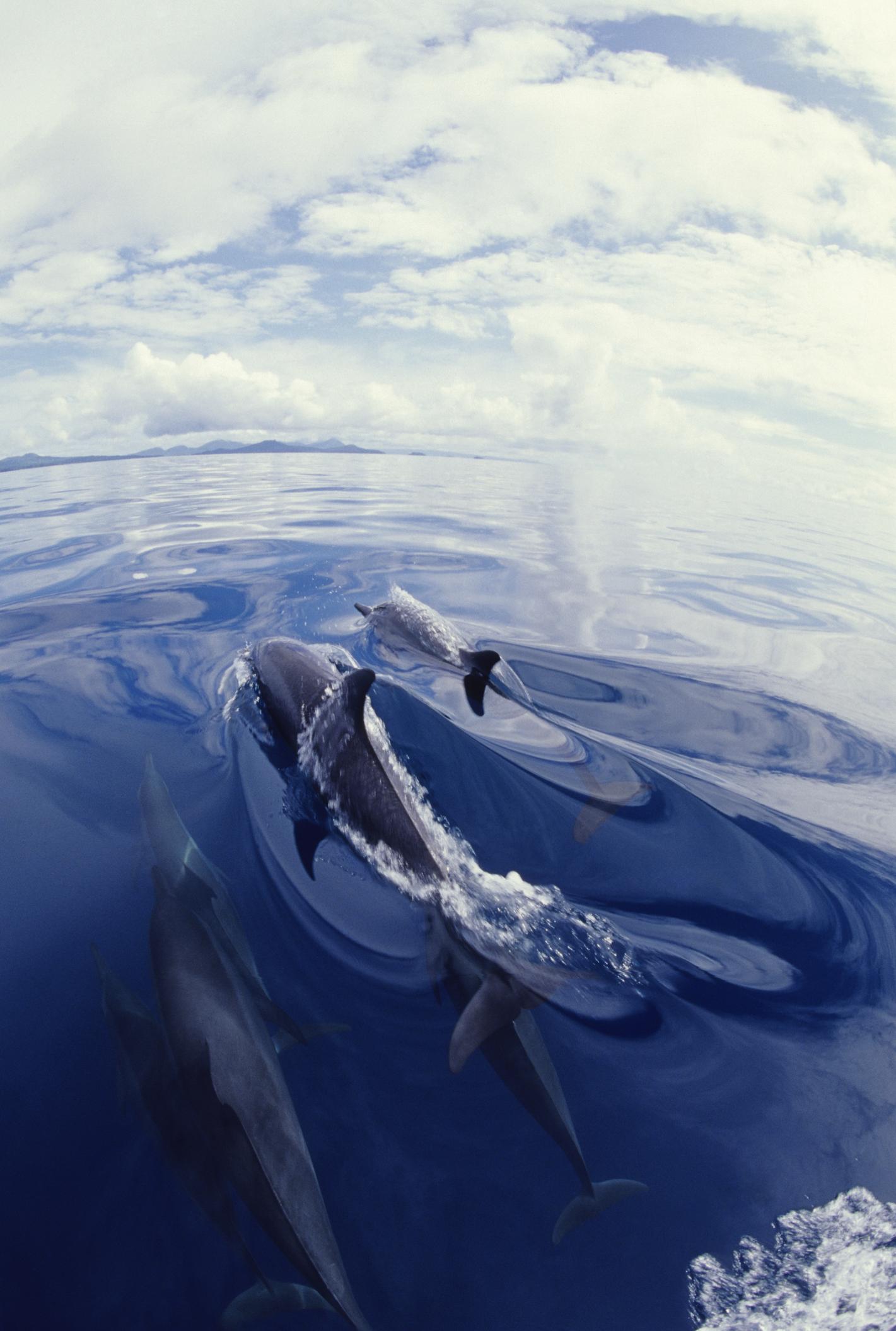 Dolphins jumping in water